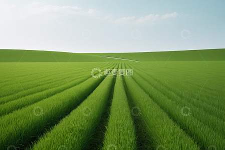 绿色田野风光