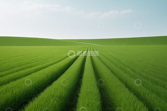 绿色田野风光
