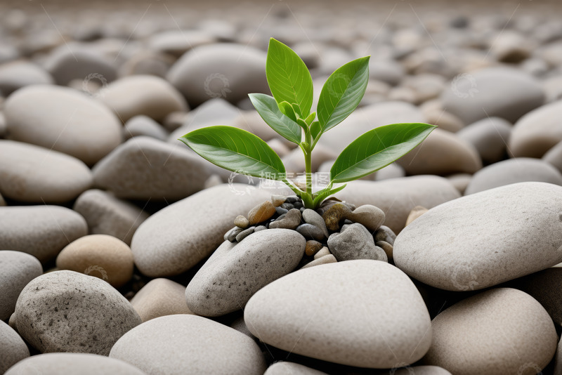 高清大图下载【趣麦麦图】鹅卵石中生长的嫩绿植物