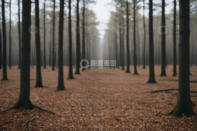 高清大图下载【趣麦麦图】秋季森林静谧景象