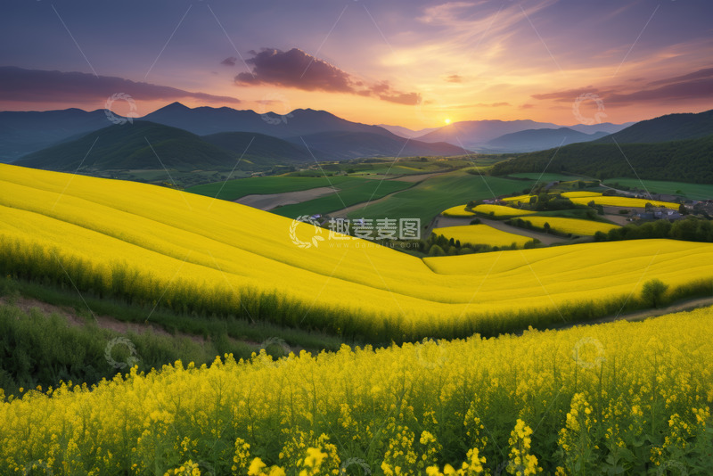 高清大图下载【趣麦麦图】日落时分的黄色油菜花海
