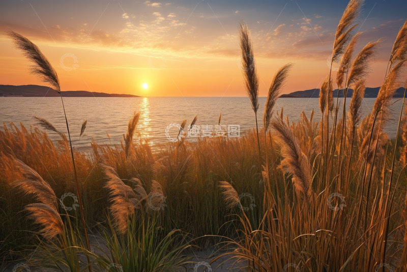 高清大图下载【趣麦麦图】海边日落芦苇景观