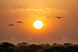 夕阳下飞鸟掠过丛林天空
