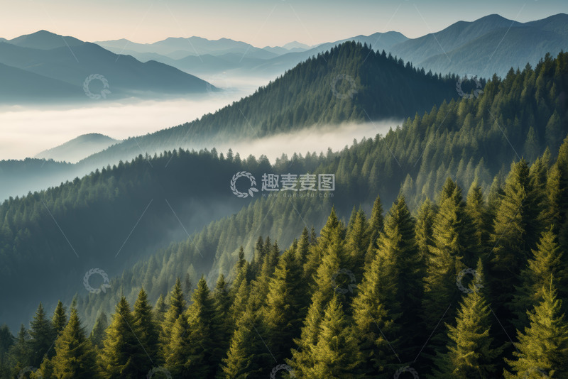 高清大图下载【趣麦麦图】山林间茂密松树林自然风光