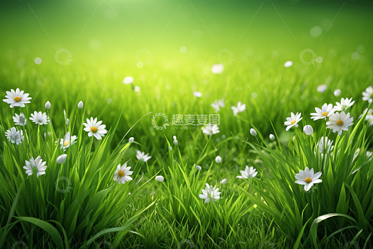 草地上盛开的白色雏菊