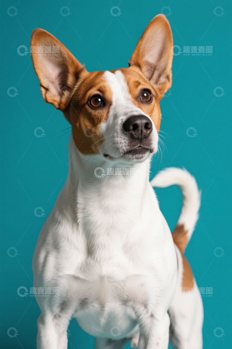 高清大图下载【趣麦麦图】蓝背景前站立的棕白相间宠物狗