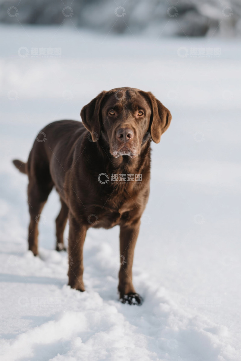 高清大图下载【趣麦麦图】雪地上站立的棕色拉布拉多犬