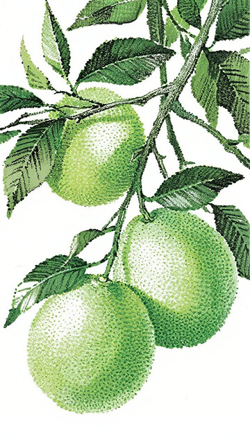 插画风格青果果树设计素材