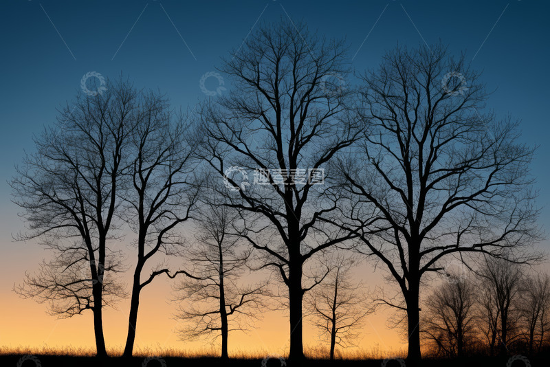 高清大图下载【趣麦麦图】黄昏时分树木剪影
