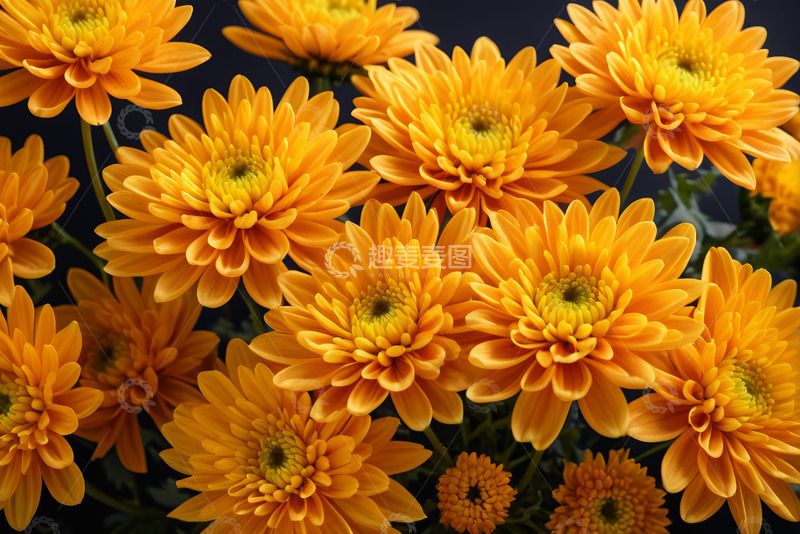 高清大图下载【趣麦麦图】橙色菊花特写