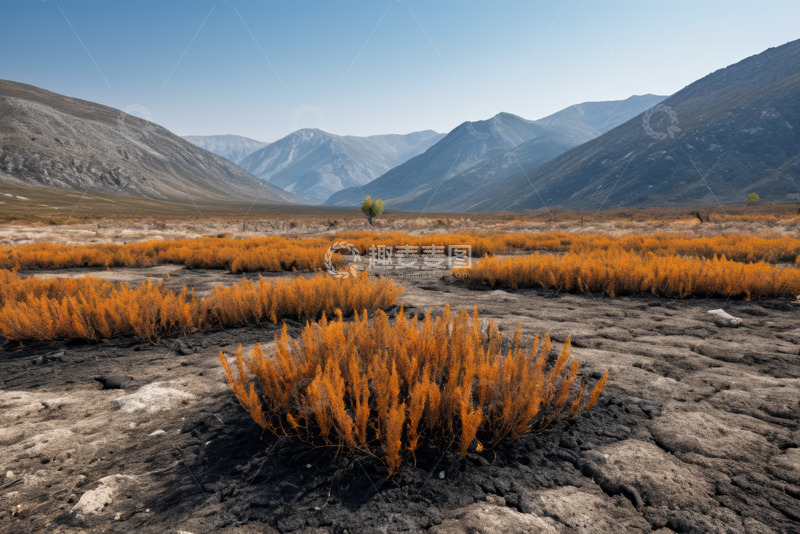高清大图下载【趣麦麦图】山间荒野橙色植被景观