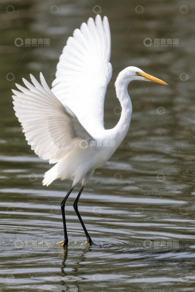 高清大图下载【趣麦麦图】白鹭于水面展翅画面