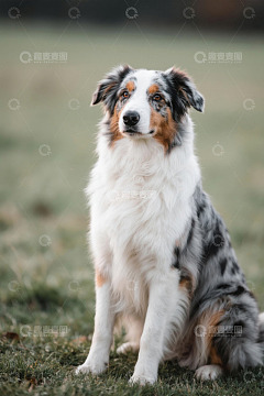 草地坐着的澳大利亚牧羊犬