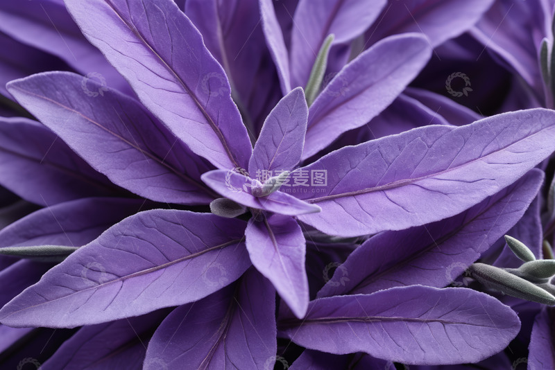 高清大图下载【趣麦麦图】紫色植物叶片特写