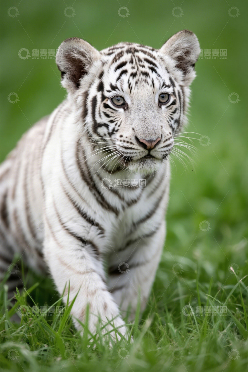 高清大图下载【趣麦麦图】草地上的白色小老虎