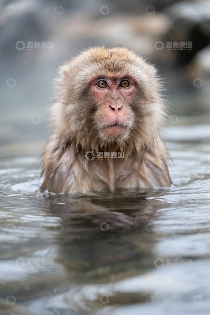 高清大图下载【趣麦麦图】水中的猴子特写