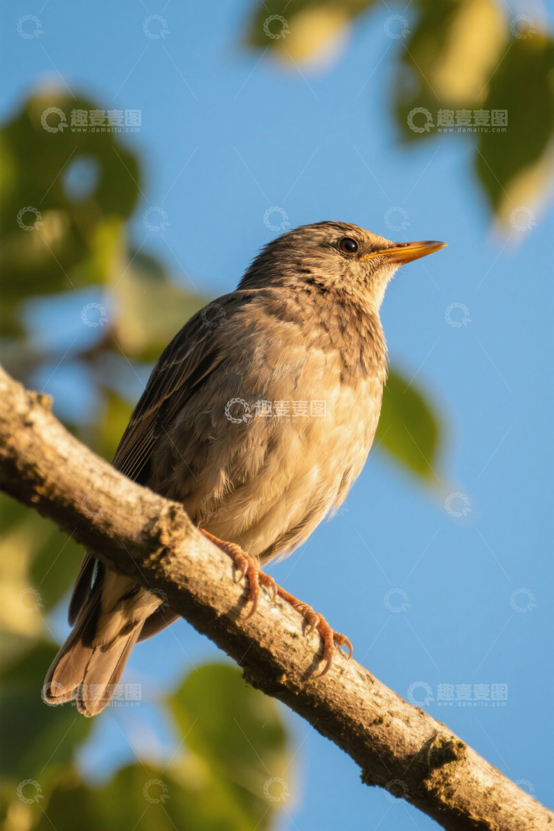高清大图下载【趣麦麦图】枝头栖息的小鸟