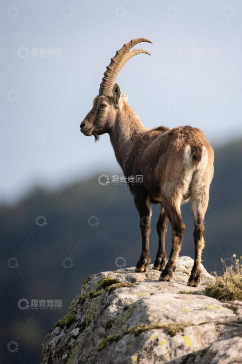 高清大图下载【趣麦麦图】岩石上站立的山羊