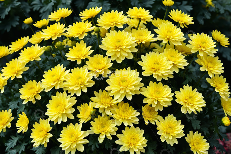 高清大图下载【趣麦麦图】黄色菊花特写