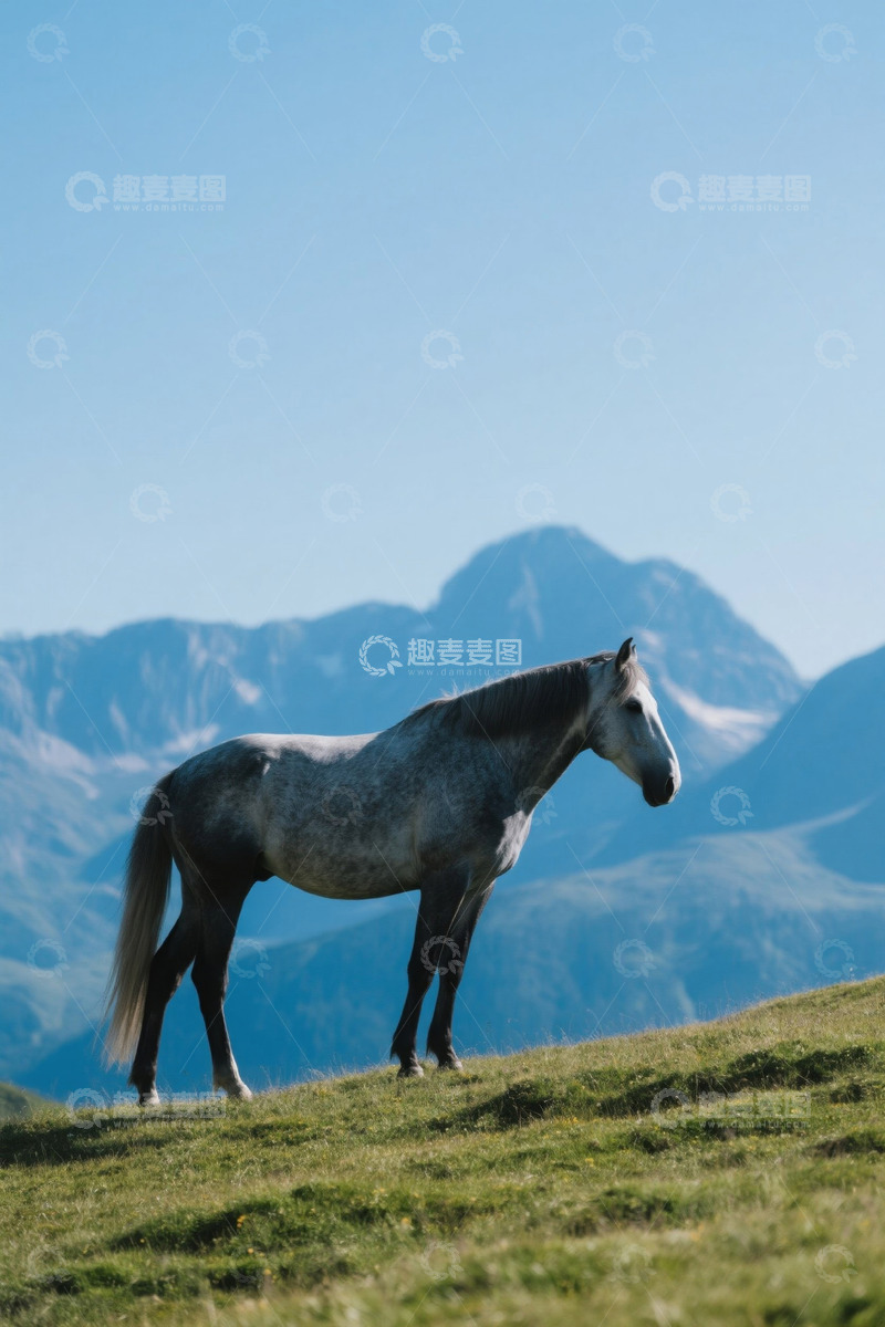 高清大图下载【趣麦麦图】高山草甸上站立的骏马