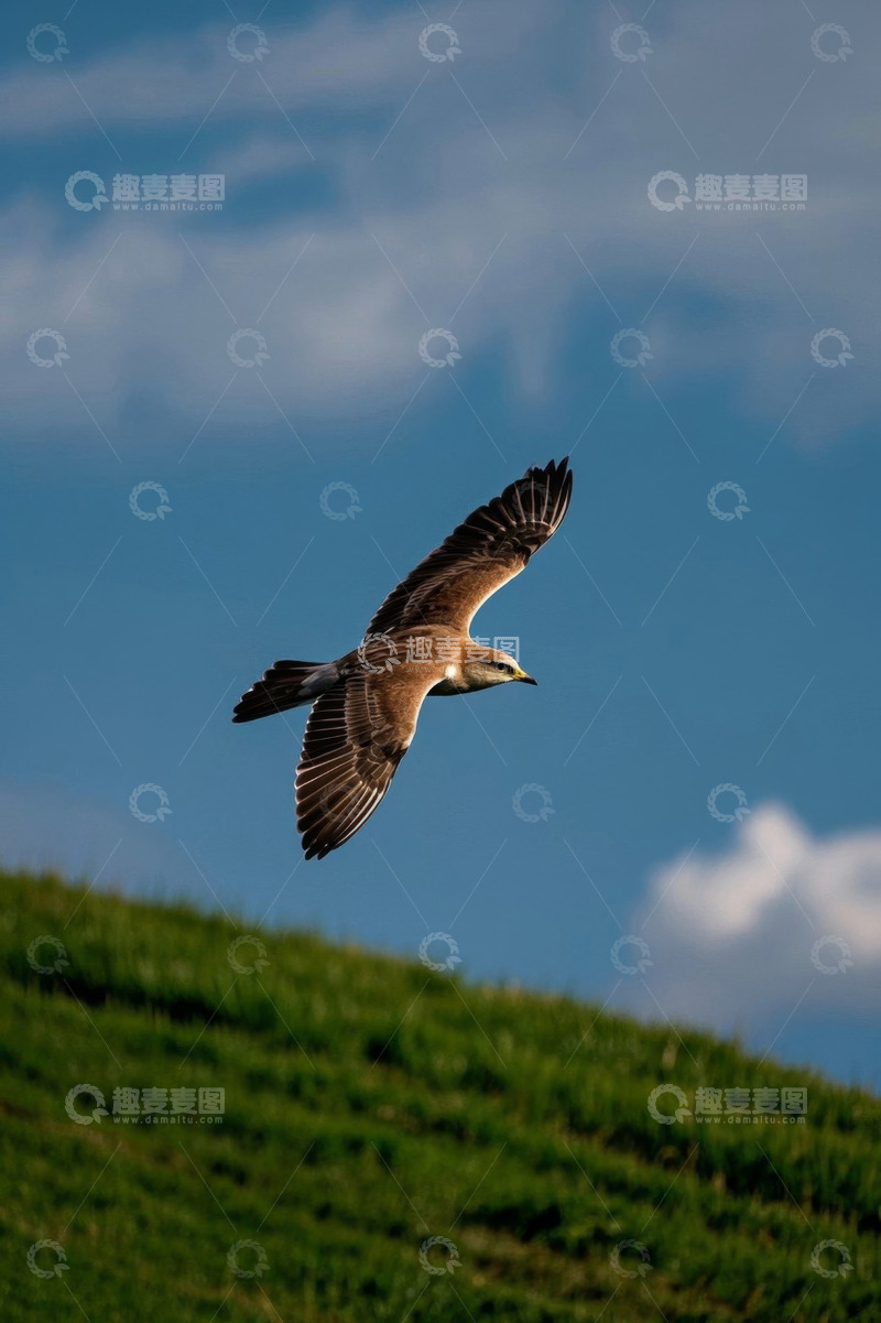 高清大图下载【趣麦麦图】飞鸟于蓝天绿地间展翅翱翔