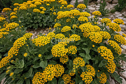 黄色小花绿植景观