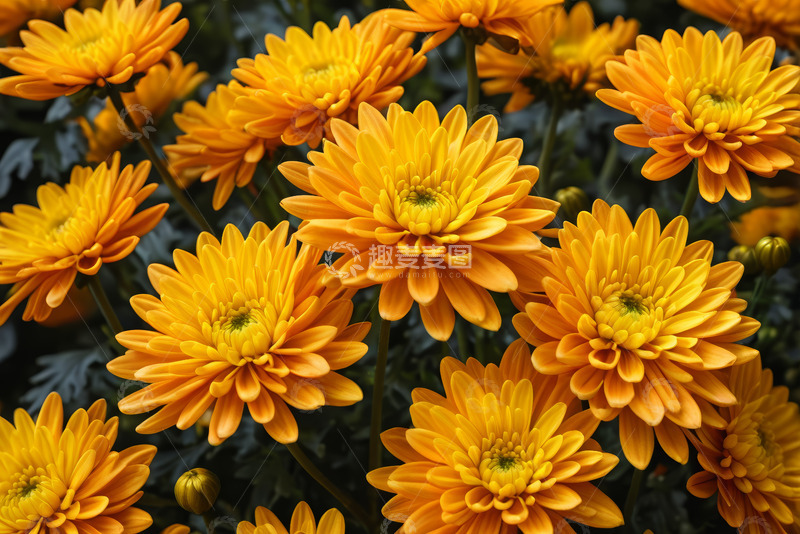 高清大图下载【趣麦麦图】盛开的黄色菊花