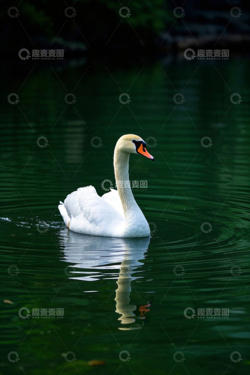 高清大图下载【趣麦麦图】池塘中游泳的白天鹅