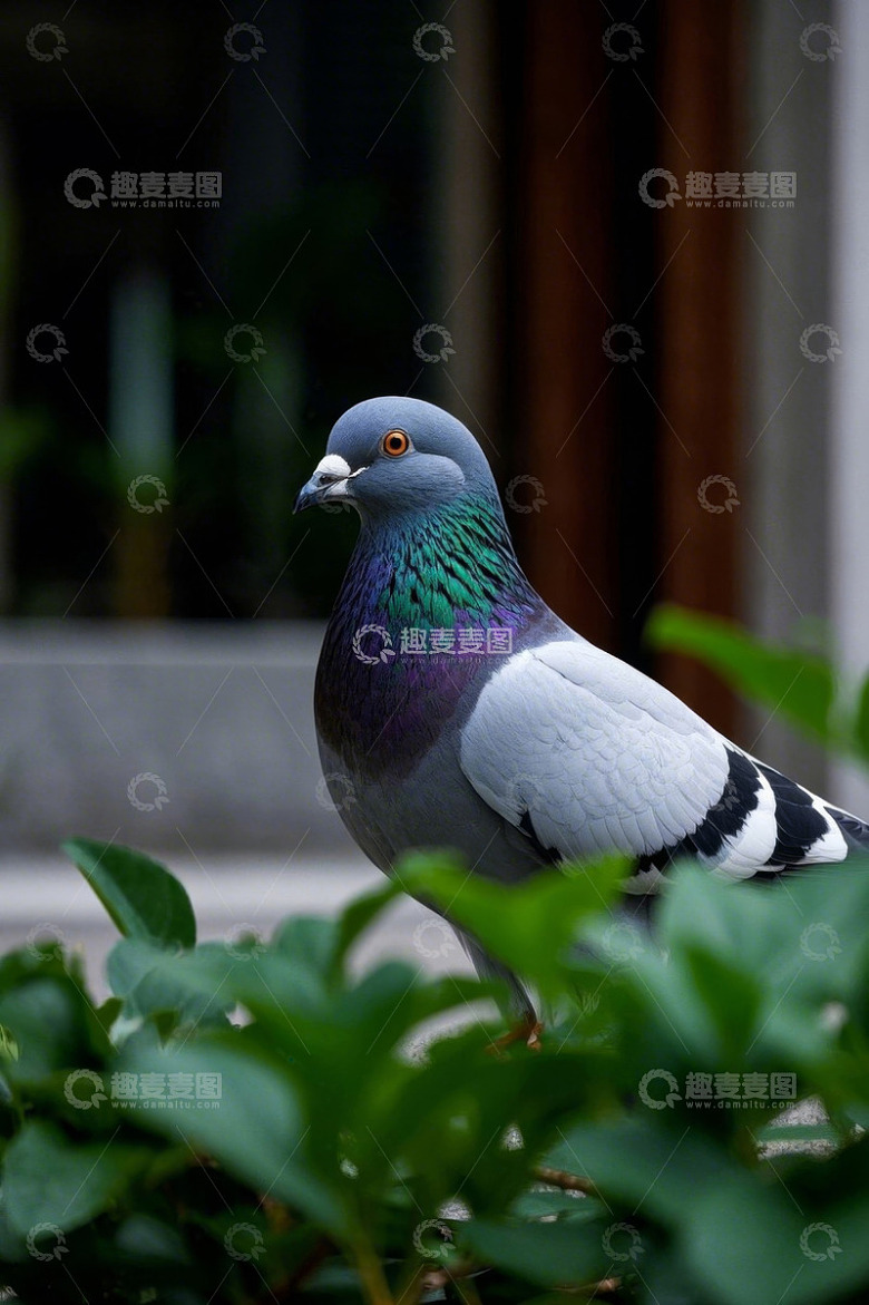 鸽子于绿植旁站立特写