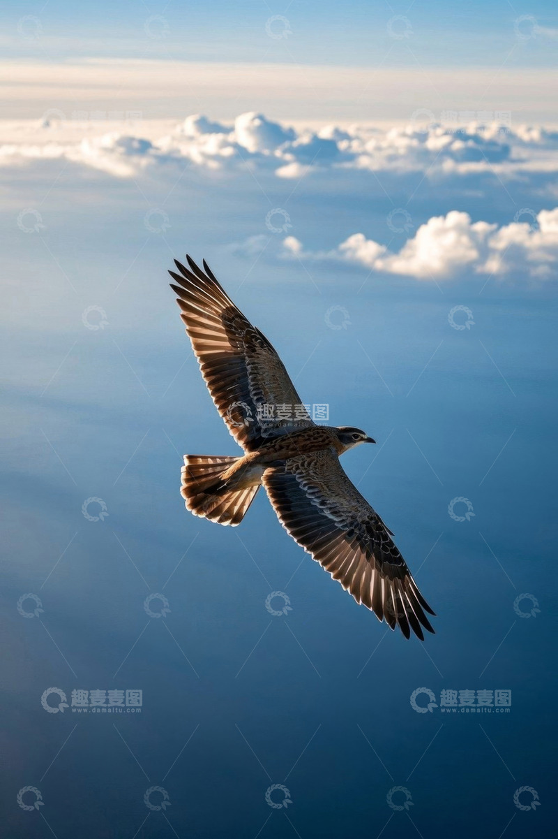 高清大图下载【趣麦麦图】飞鸟翱翔于蓝天白云间