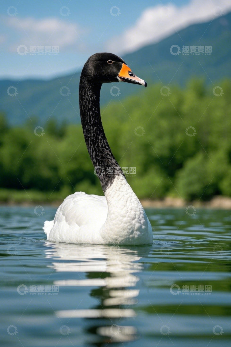 高清大图下载【趣麦麦图】水中黑颈天鹅特写