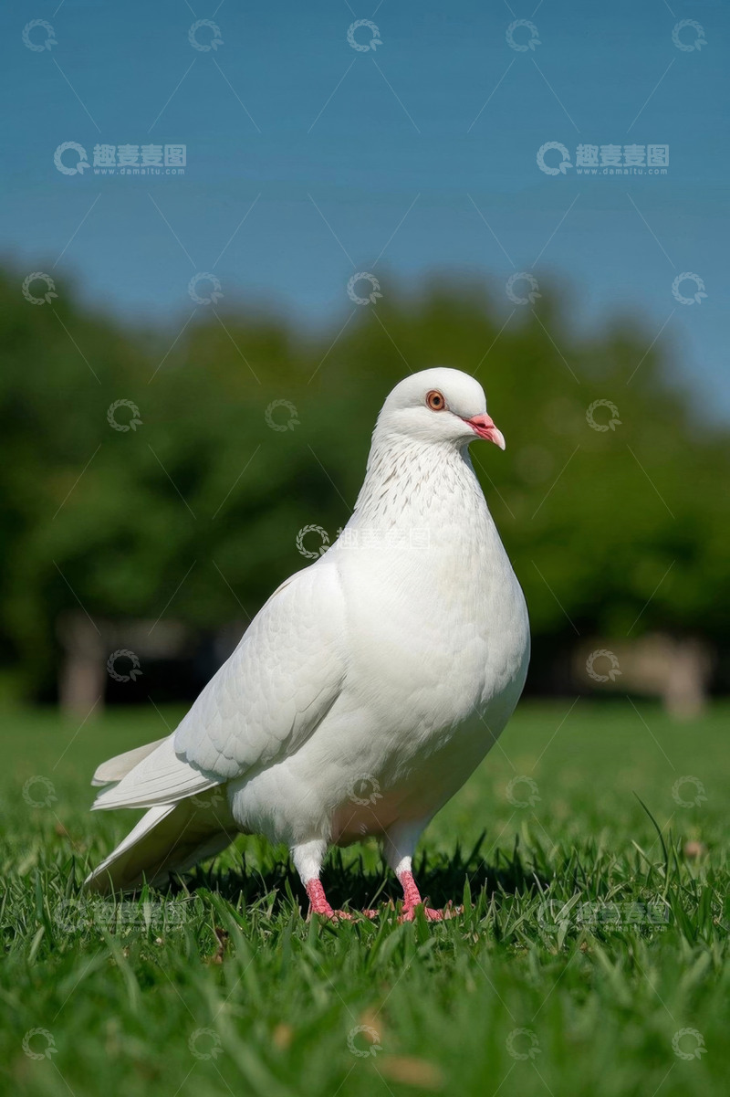 高清大图下载【趣麦麦图】草地上的白色鸽子特写