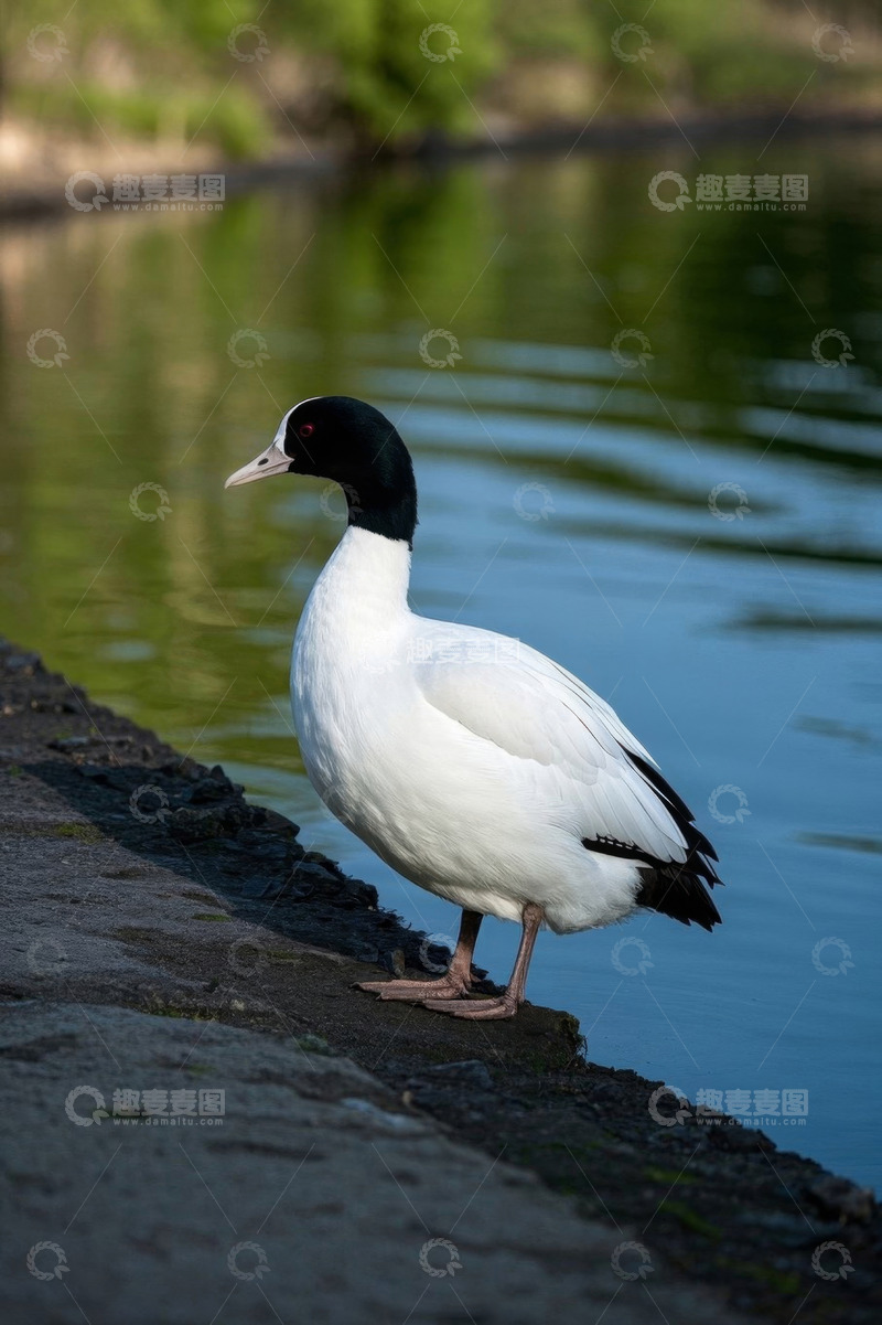 高清大图下载【趣麦麦图】岸边站立的黑白相间鸭子