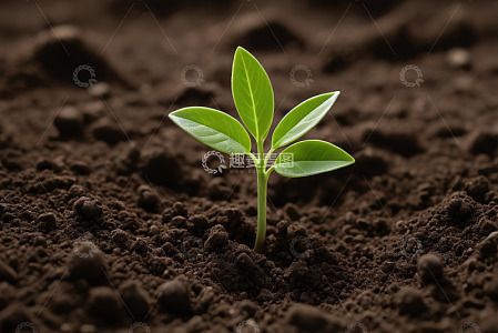 破土而出的嫩绿幼苗