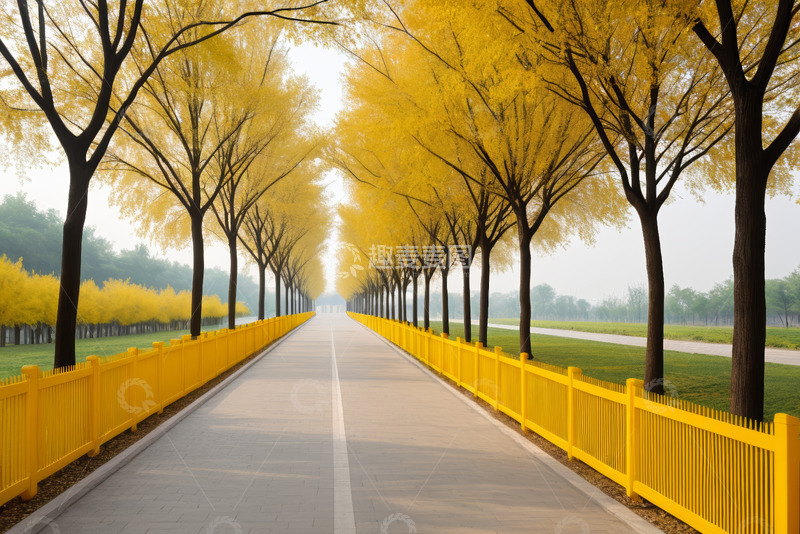 高清大图下载【趣麦麦图】秋日林荫道黄色树木景观
