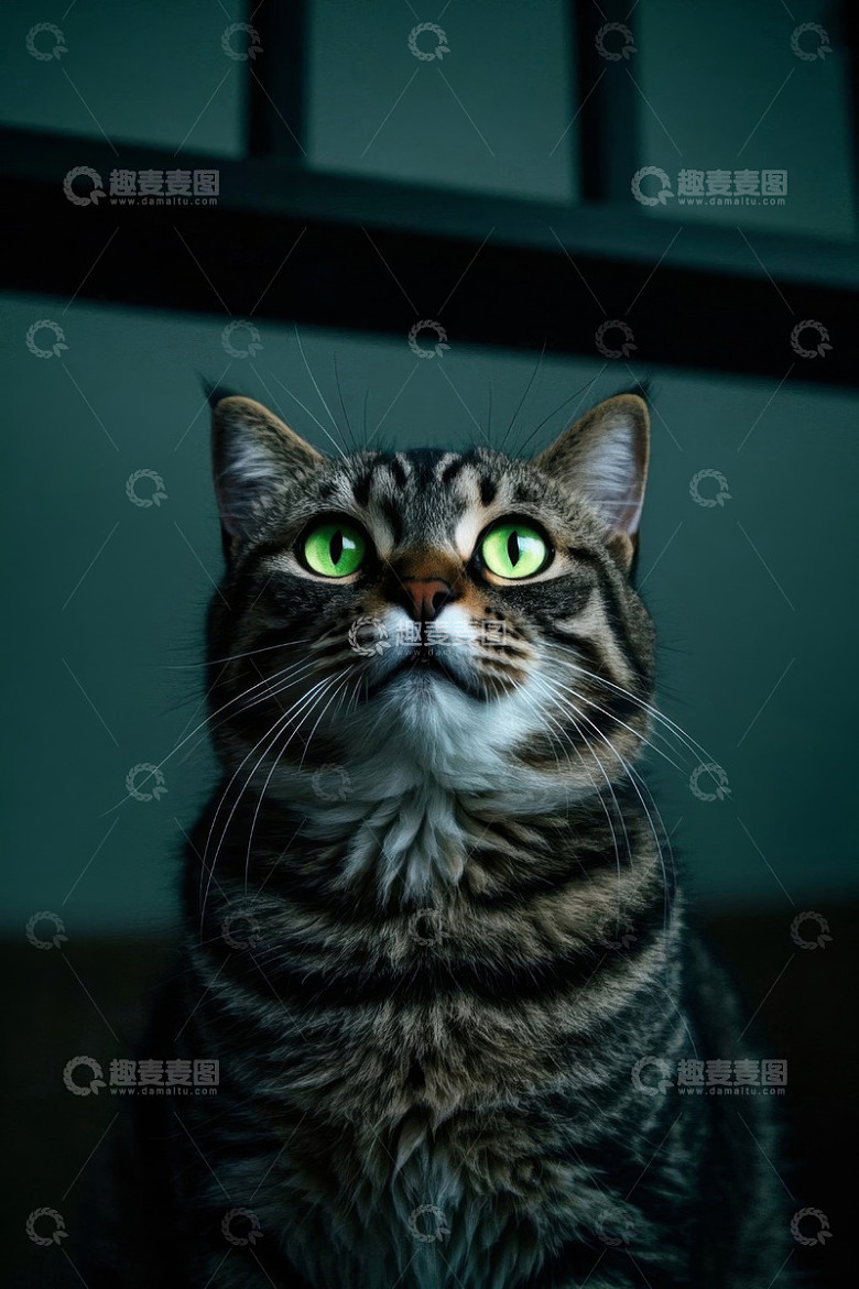 绿眼斑纹猫抬头凝望