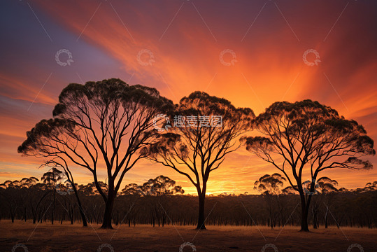 夕阳下树林自然景观