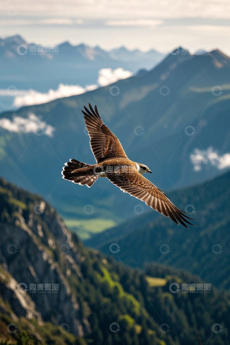 高清大图下载【趣麦麦图】山间翱翔的鹰