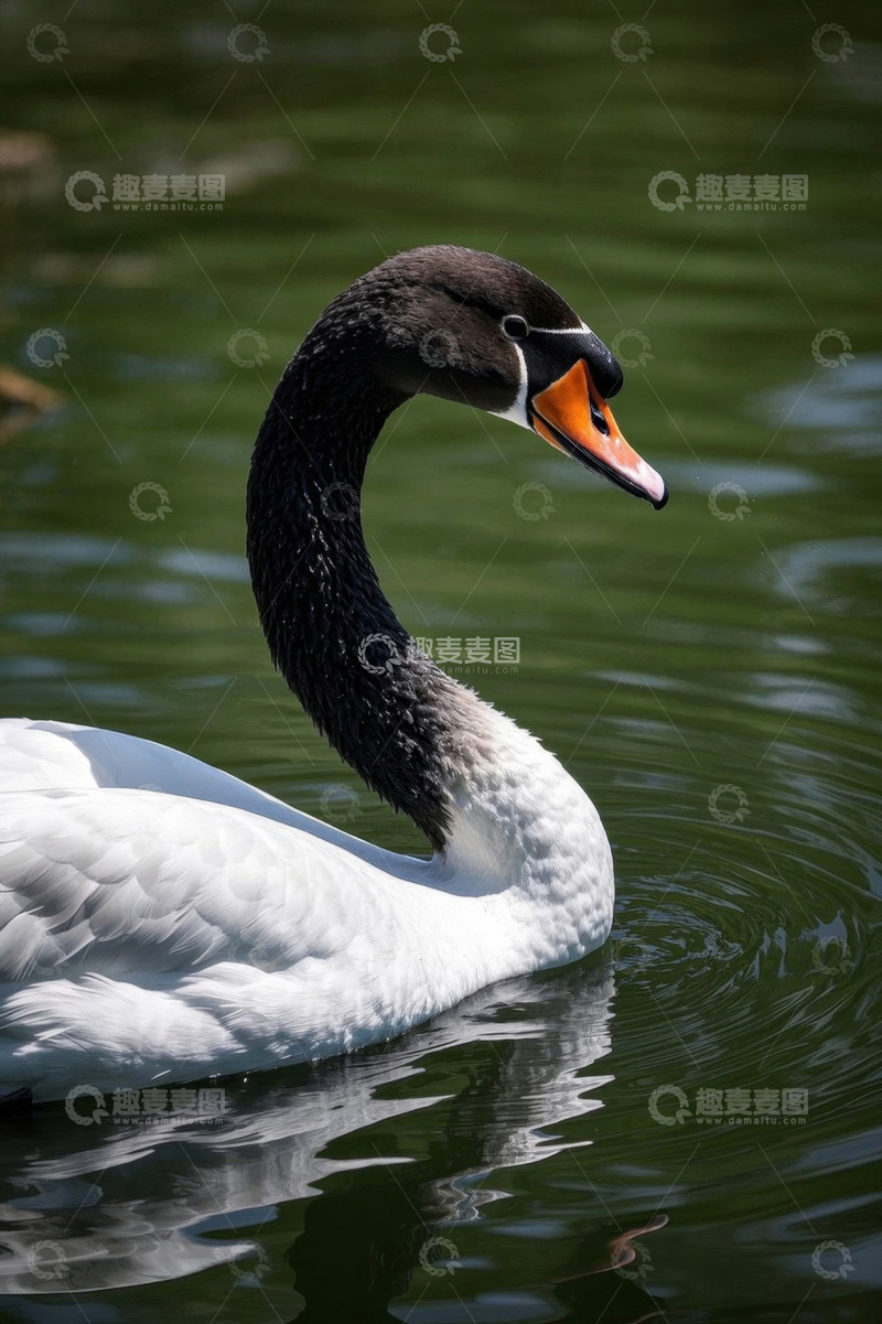 高清大图下载【趣麦麦图】黑颈天鹅水中游弋画面