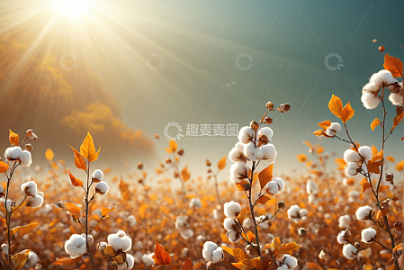 阳光下的棉花田风光