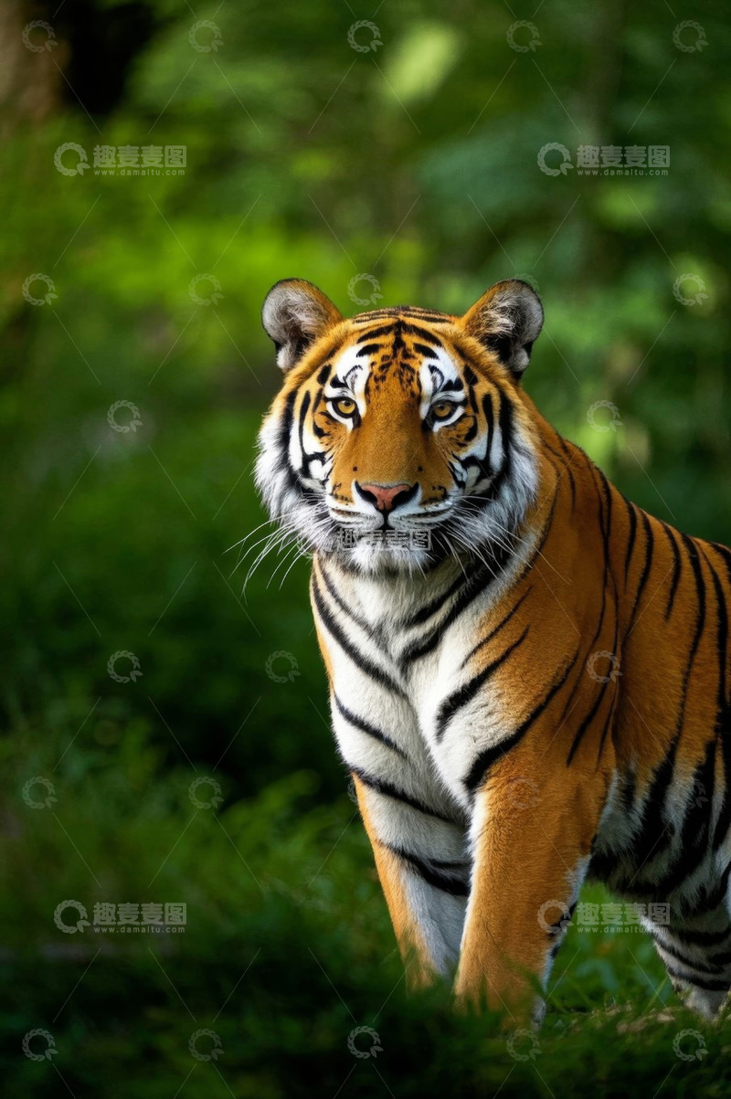高清大图下载【趣麦麦图】森林中的老虎特写