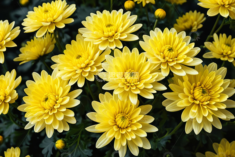 黄色菊花特写素材