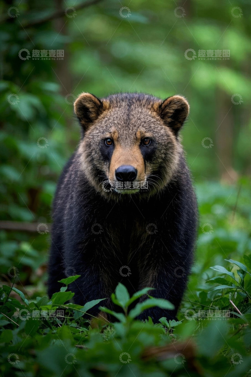 高清大图下载【趣麦麦图】森林中的熊特写