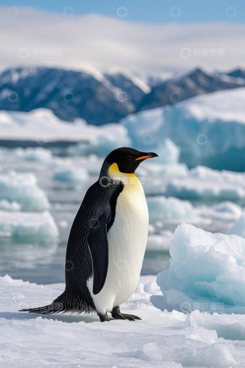 高清大图下载【趣麦麦图】南极洲冰面站立的帝企鹅