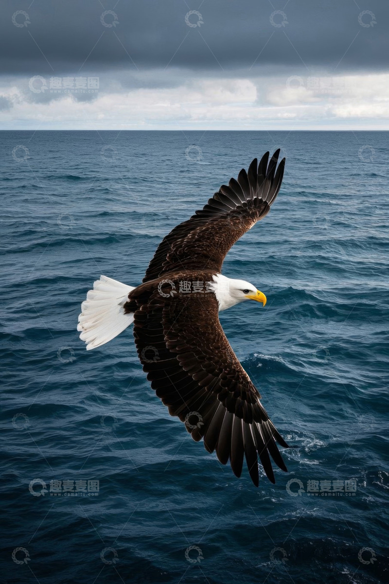 高清大图下载【趣麦麦图】海面上翱翔的白头鹰