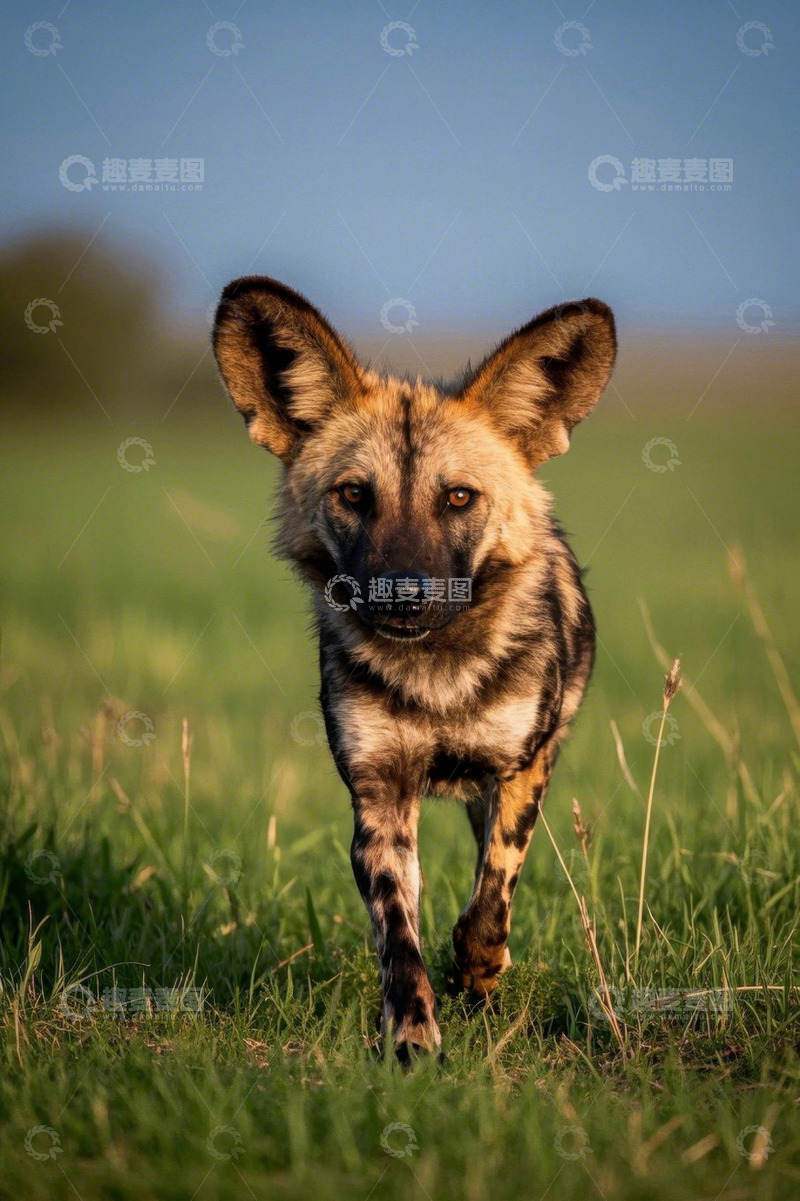 高清大图下载【趣麦麦图】草原上行走的非洲野犬