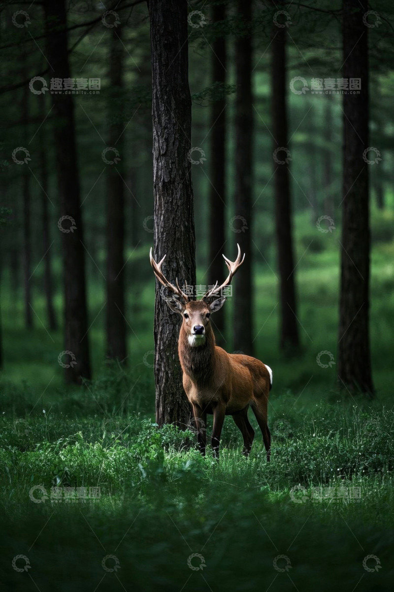 高清大图下载【趣麦麦图】森林中站立的鹿