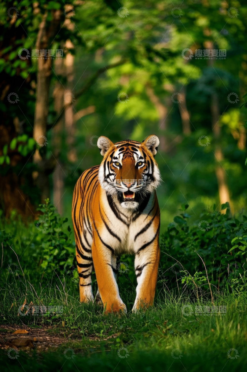 高清大图下载【趣麦麦图】森林中行走的老虎