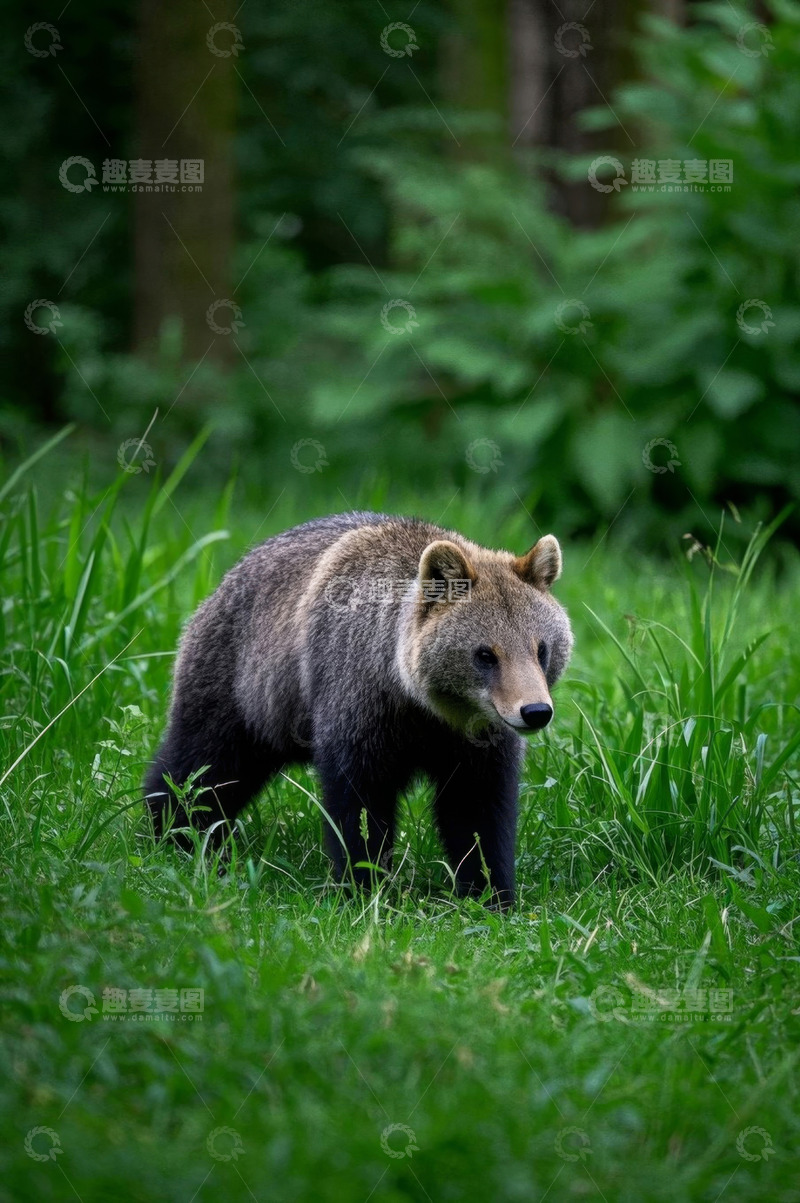 高清大图下载【趣麦麦图】草地上行走的野生棕熊