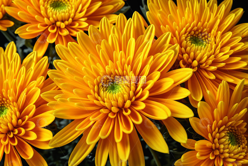 高清大图下载【趣麦麦图】黄色菊花特写